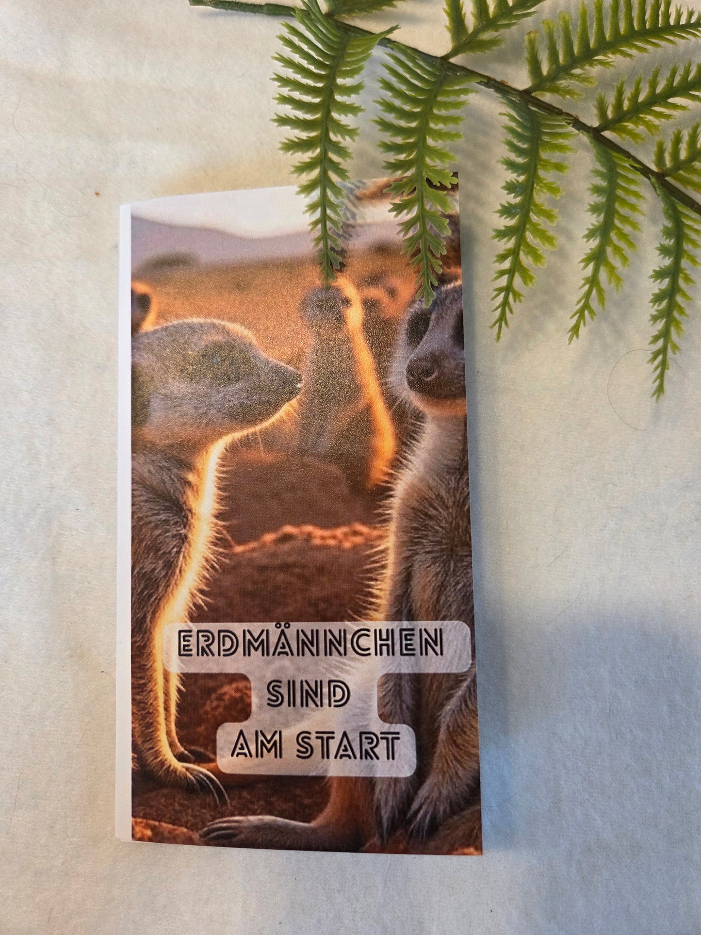 Erdmännchen am Start
